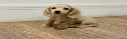Miniature Dachshund dogs for sale: Long Haired Cream/Shaded Cream KC Mini Dachshunds  - Advert 1