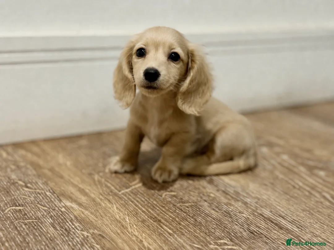 Miniature Dachshund dogs for sale: Long Haired Cream/Shaded Cream KC Mini Dachshunds  - Advert 1