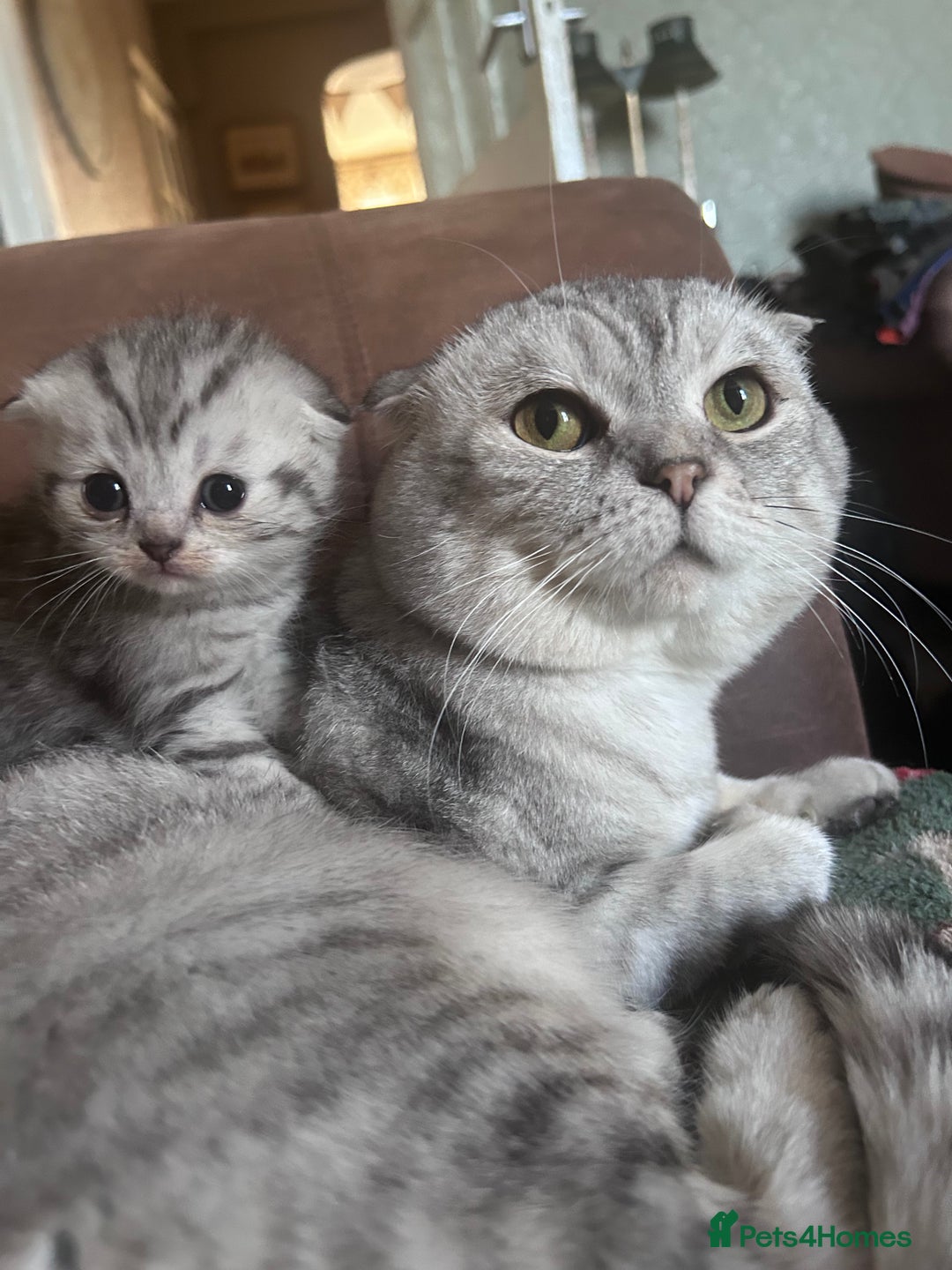 Scottish Fold cats for sale: 2 Gorgeous grey folded boys - Image 4