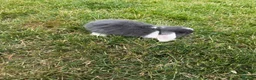 Mini Lop rabbits for sale: Baby mini lop bunnies - Advert 4