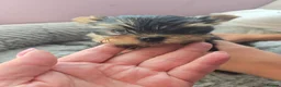 Yorkshire Terrier dogs for sale: Lovely puppies for sale  - Advert 6