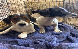 Mixed Breed dogs for sale: JacksHund Puppies  - Image 3