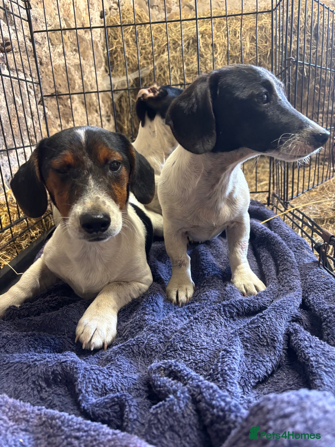 Mixed Breed dogs for sale: JacksHund Puppies  - Image 3