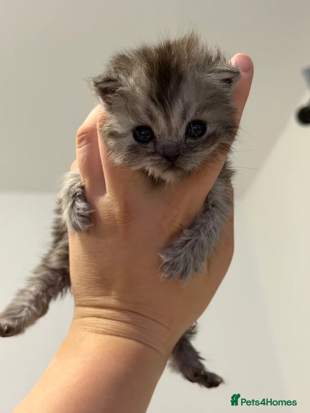 Persian cats for sale: all kittens on hold - Advert 2
