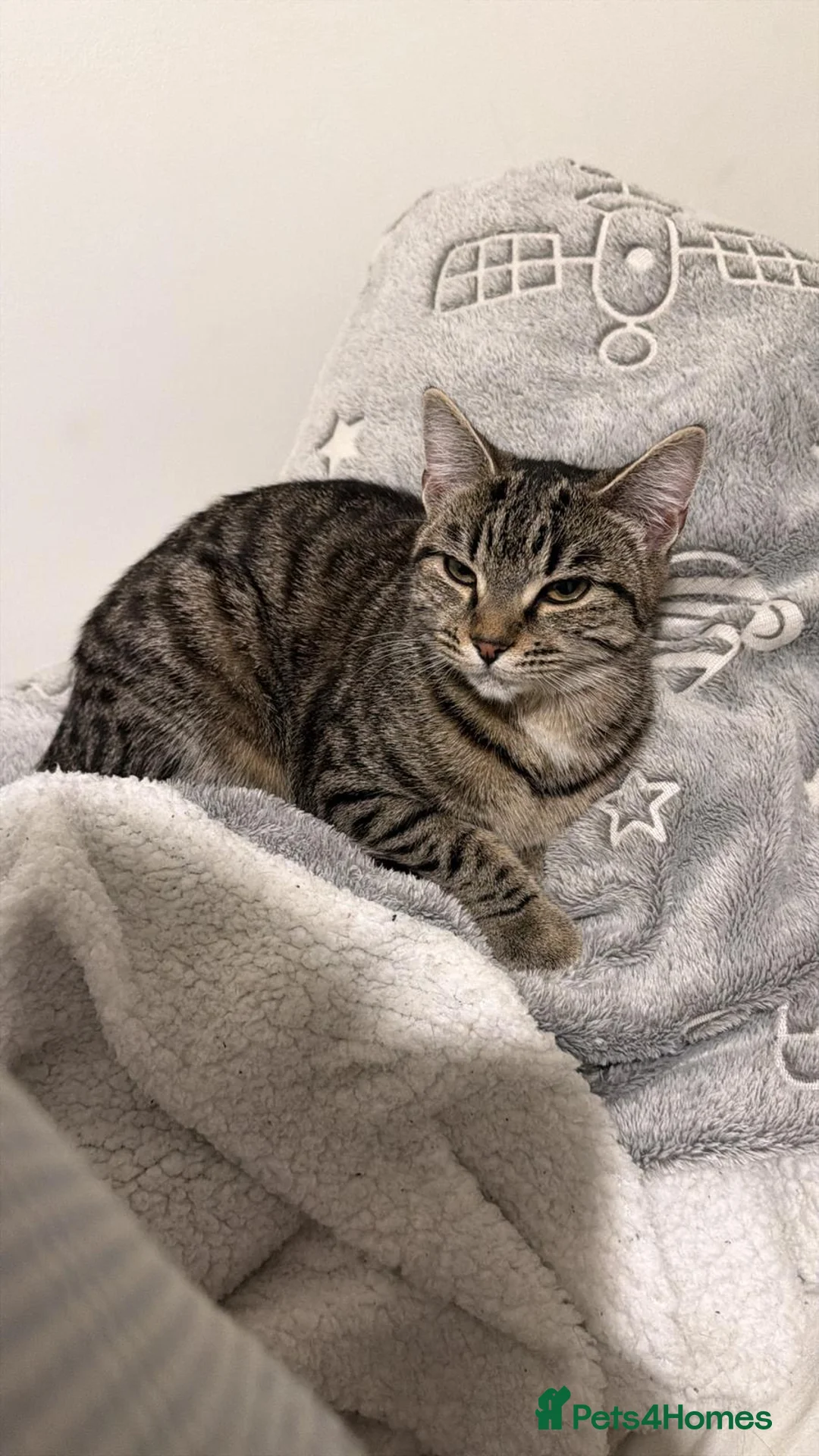 Bengal cats for sale: 2 sisters ready for sale  in Luton - Advert 2