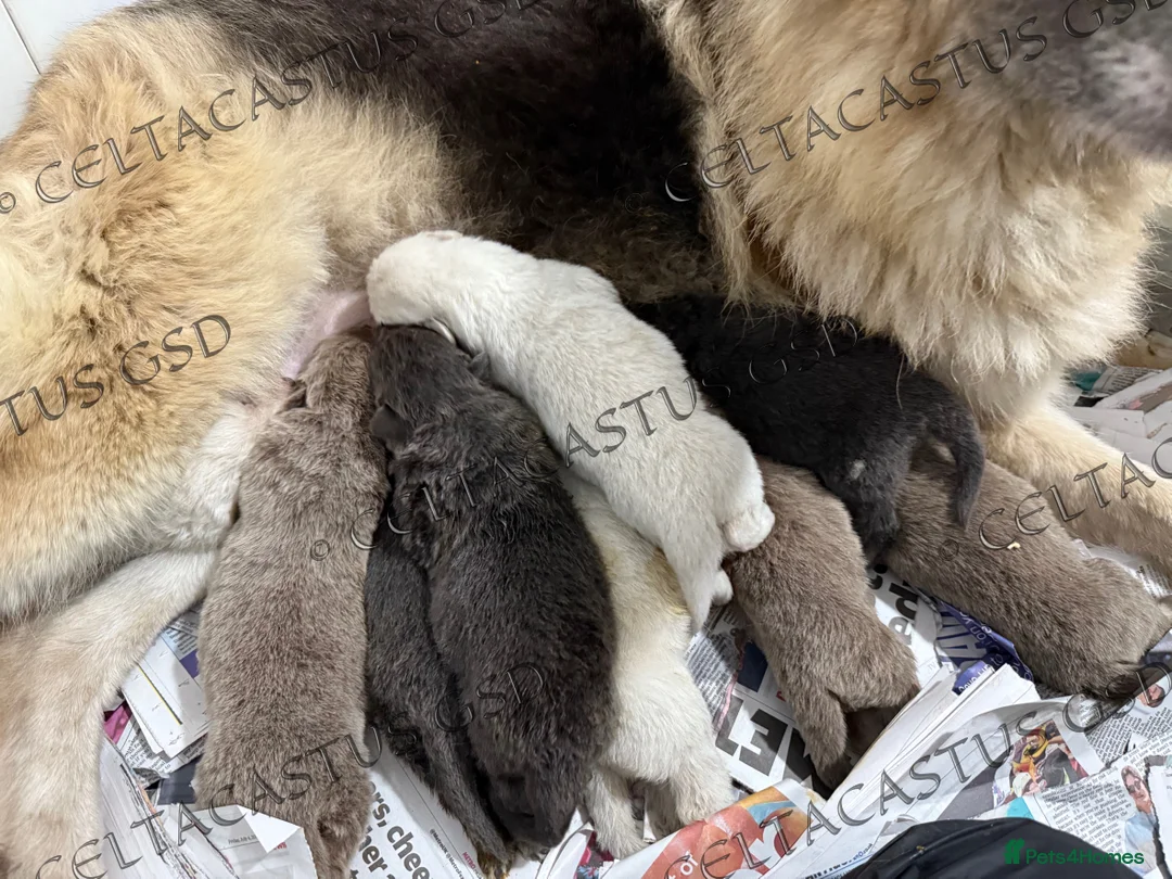 German Shepherd dogs for sale: Kcreg white blue and Isabella German shepherd pups - Advert 2