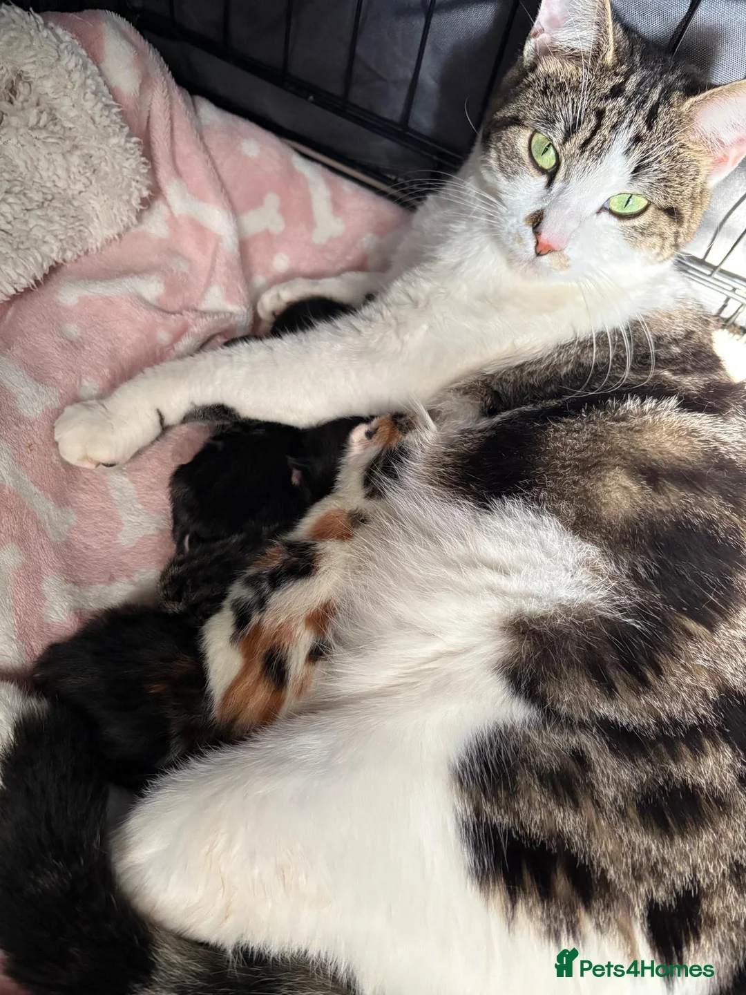 Mixed Breed cats for sale: Beautiful kitten - friendly/excellent family   - Advert 1