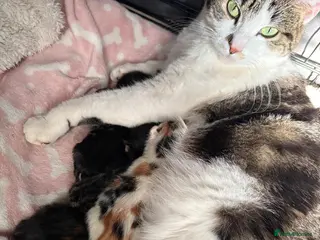 Mixed Breed cats Beautiful kitten - friendly/excellent family - Advert 1