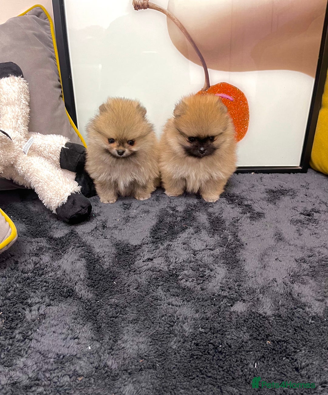 Pomeranian dogs for sale: 🔥🔝 Quality 🏆Championship 🧸Teddy Bears - Advert 17
