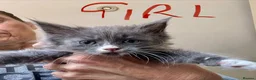 Mixed Breed cats for sale: Maine coon cross ragdoll kittens  - Advert 4