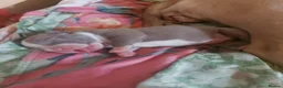 American Bully dogs for sale: Pocket bully puppies - Advert 19