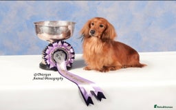 Miniature Dachshund dogs for sale: Miniature Long Dachshund Puppies  - Image 2