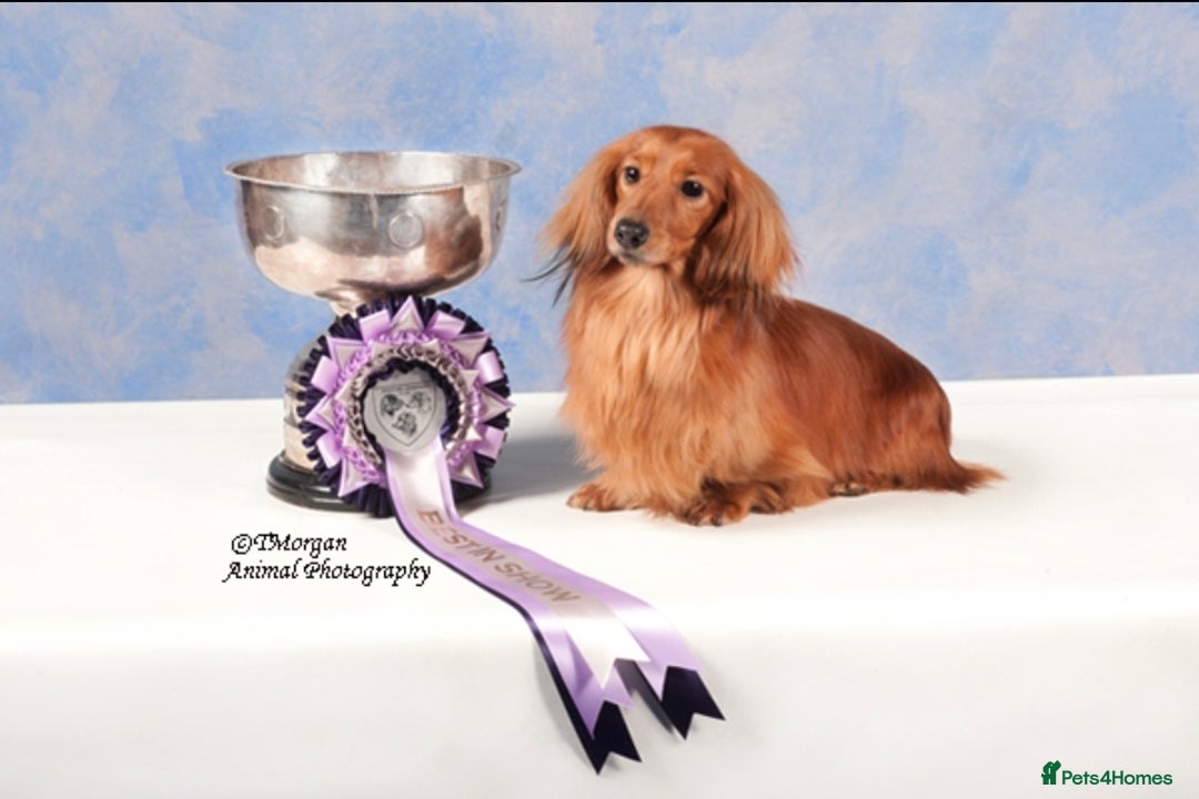 Miniature Dachshund dogs for sale: Miniature Long Dachshund Puppies  - Image 2