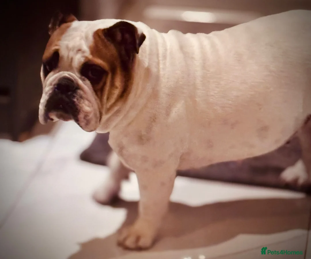 English Bulldog dogs for sale: English Bulldog Puppies - Advert 11