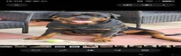 Rottweiler dogs for sale: Stunning Kc reg rottweiler puppies  - Advert 14