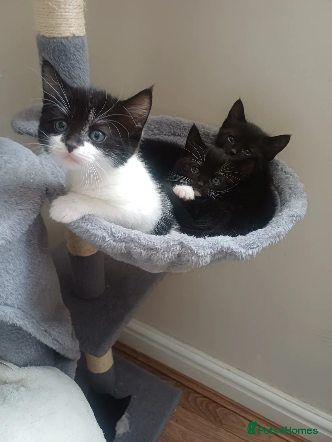 Mixed Breed cats for sale: Lovely kittens  - Advert 3