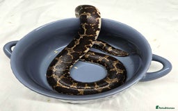 Snake reptiles for sale: Male Kenyan Sand Boa - Image 6