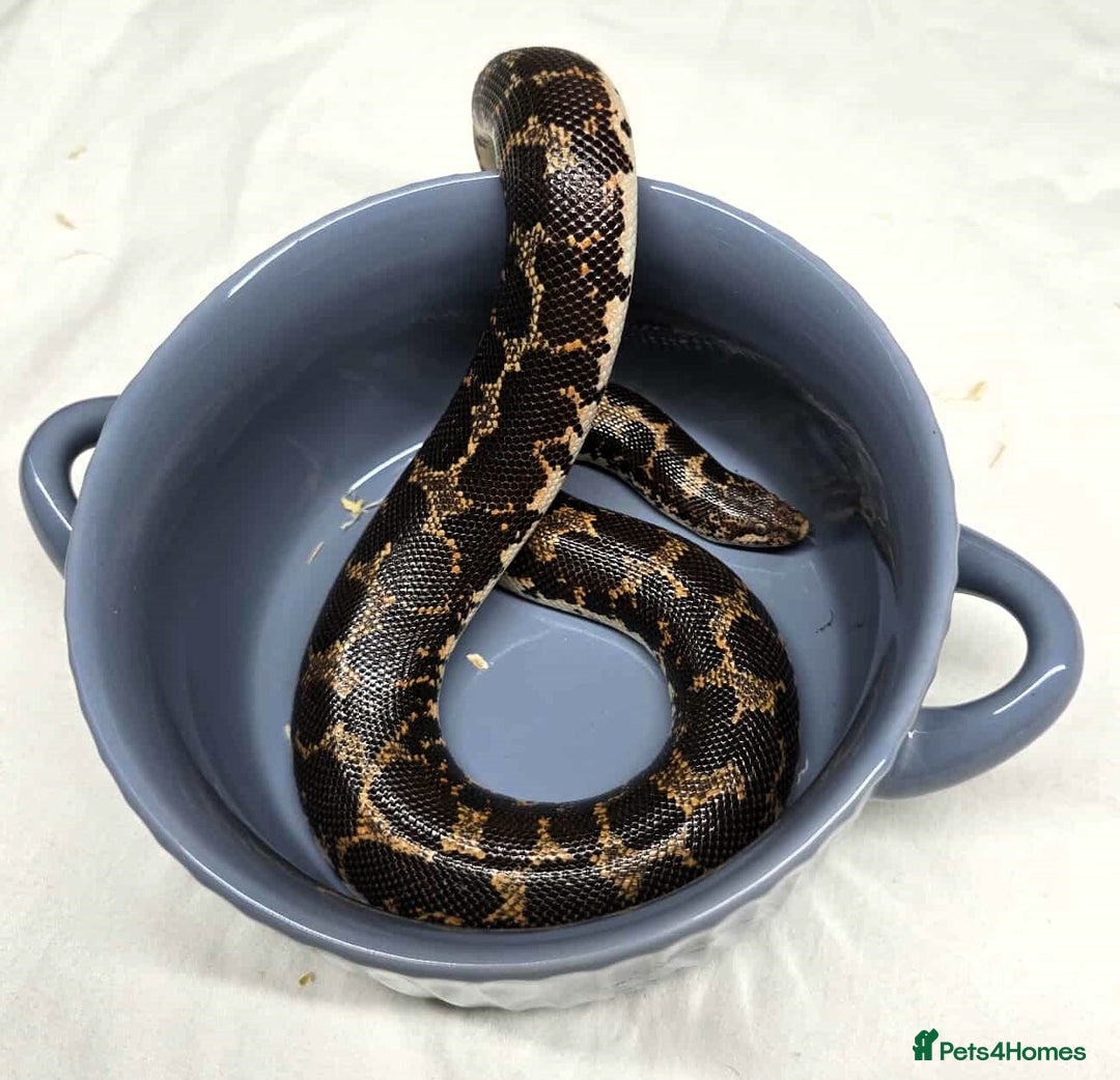 Snake reptiles for sale: Male Kenyan Sand Boa - Image 6