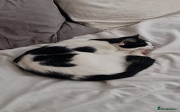 Mixed Breed cats for sale: About this 2 lovely cats - Image 2