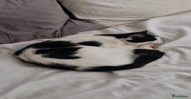 Mixed Breed cats - Advert 2