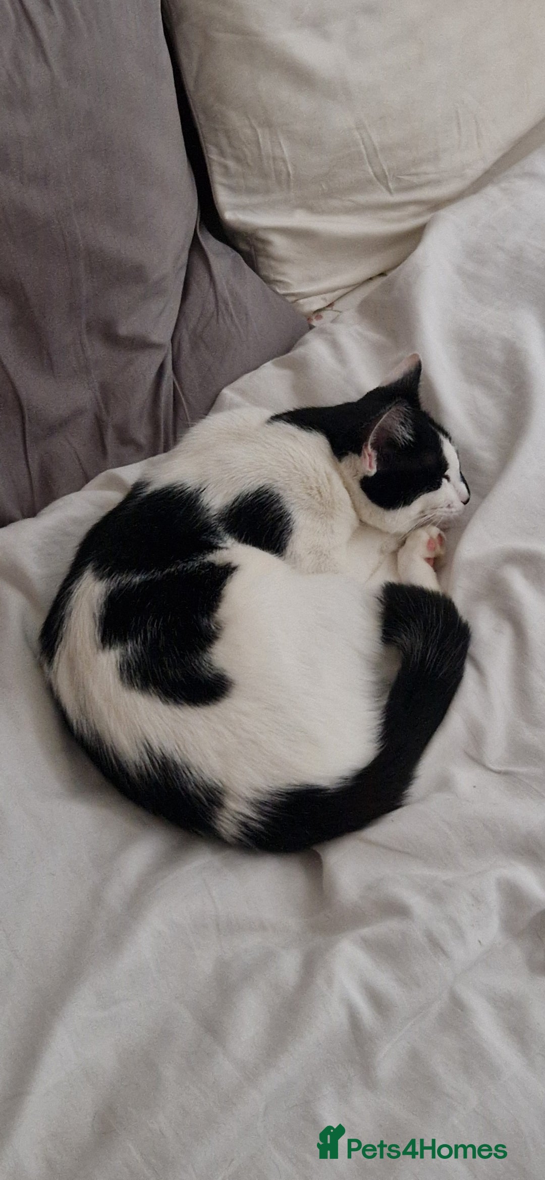Mixed Breed cats for sale: About this 2 lovely cats - Image 2