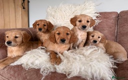 Golden Retriever dogs for sale: Beautiful KC working golden retriever puppies  - Image 1