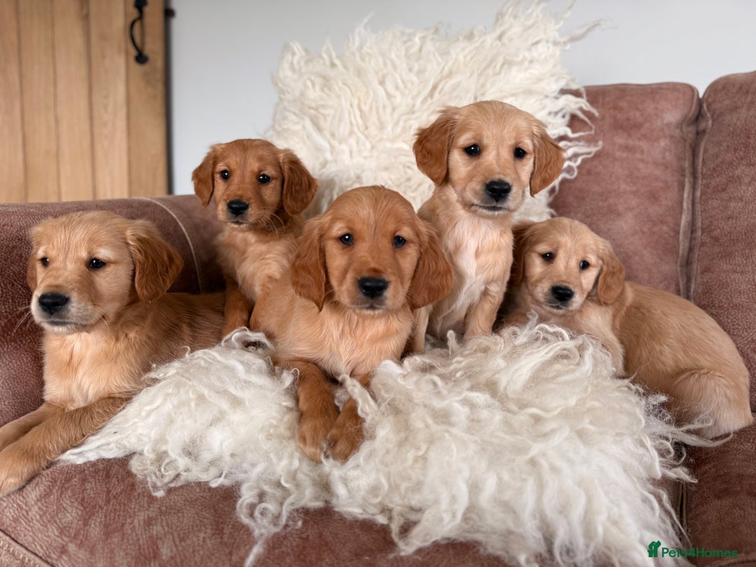 Golden Retriever dogs for sale: Beautiful KC working golden retriever puppies  - Image 1