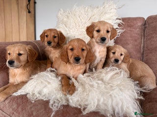 Golden Retriever dogs - Advert 1