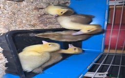 Waterfowl poultry for sale: Muscovy Hatching eggs for sale - Image 6