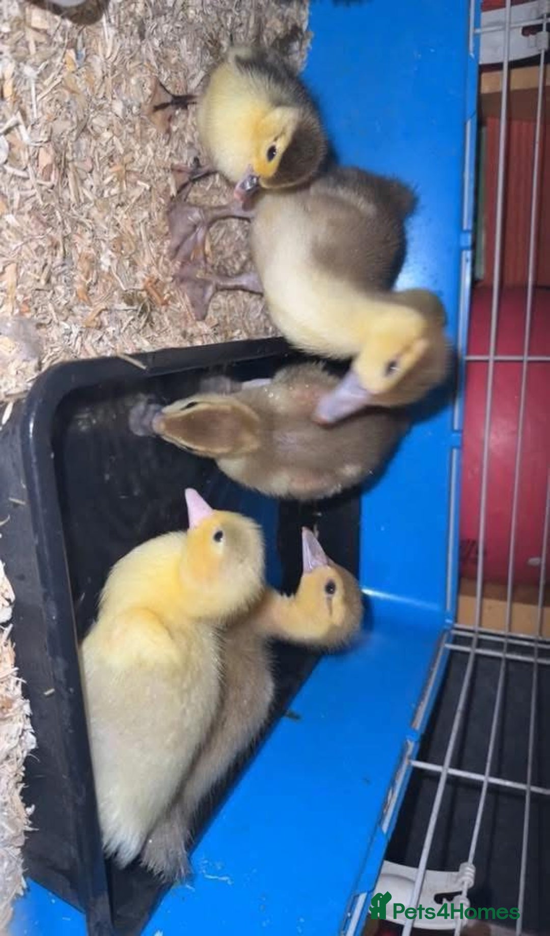 Waterfowl poultry for sale: Muscovy Hatching eggs for sale - Image 6