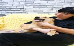 Mixed Breed dogs for adoption: 💖🐶 LESSY 🐶💖 - Image 14