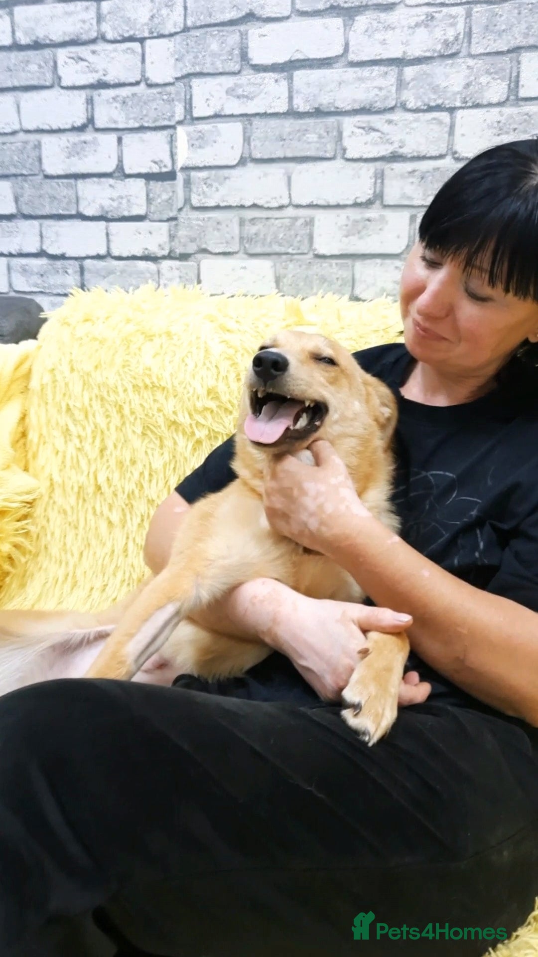 Mixed Breed dogs for adoption: 💖🐶 LESSY 🐶💖 - Image 14