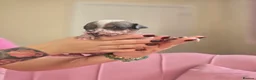 Chinese Crested dogs for sale: ✨🐾 EXQUISITE & RARE CHINESE CRESTED PUPPIES 🐾✨ - Advert 7
