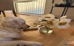 Golden Retriever dogs for stud: Looking for a Female Golden Retriever 🐾 - Image 10