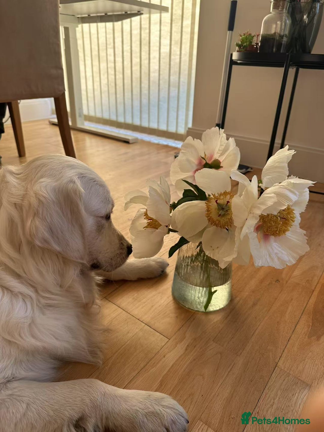 Golden Retriever dogs for stud: Looking for a Female Golden Retriever 🐾 - Image 10