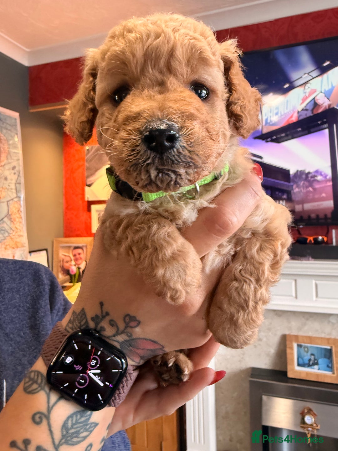 Labradoodle dogs for sale: Miniature labradoodle  - Image 4