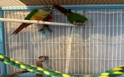 Conures birds for sale: Conures  - Image 3