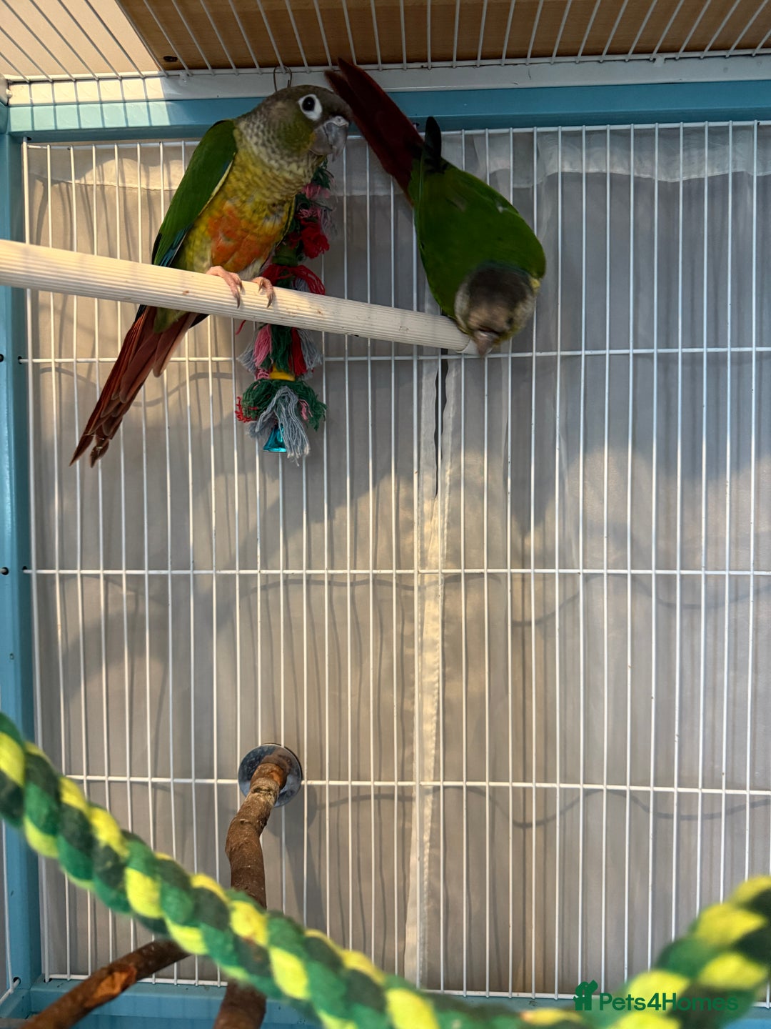Conures birds for sale: Conures  - Image 3