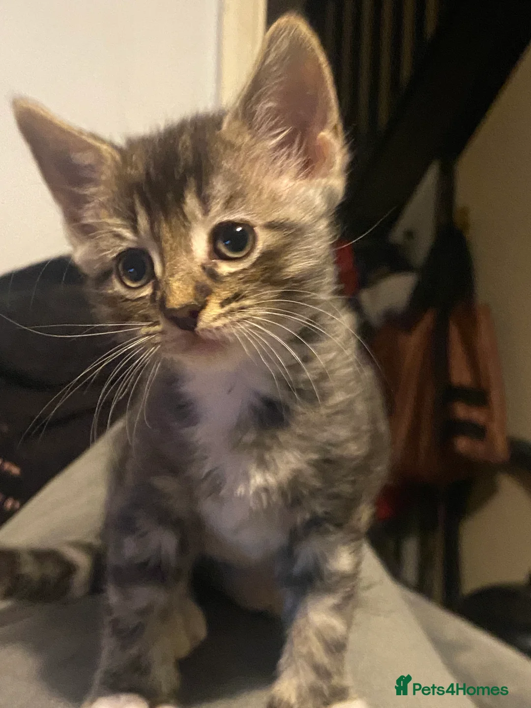 Mixed Breed cats for sale: 4 Lovely Kitten la looking for forvever homes - Advert 13