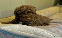 Cockapoo dogs for sale: Our gorgeous F1B Cockapoo’s  - Image 2