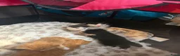 Mixed Breed cats for sale: 5 kittens for sale in Littlehampton - Advert 6