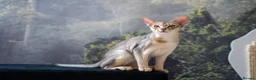Abyssinian cats for sale: Super Cuddling Boy Champion Line 🏆 Silver Black - Advert 26