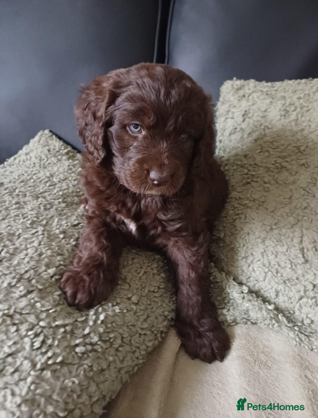 Standard Poodle dogs for stud: Proven Standard Poodle For Stud in Belper - Image 13