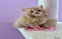 Mixed Breed cats for sale: READ INFO, 8 beautiful ginger kittens. - Image 5