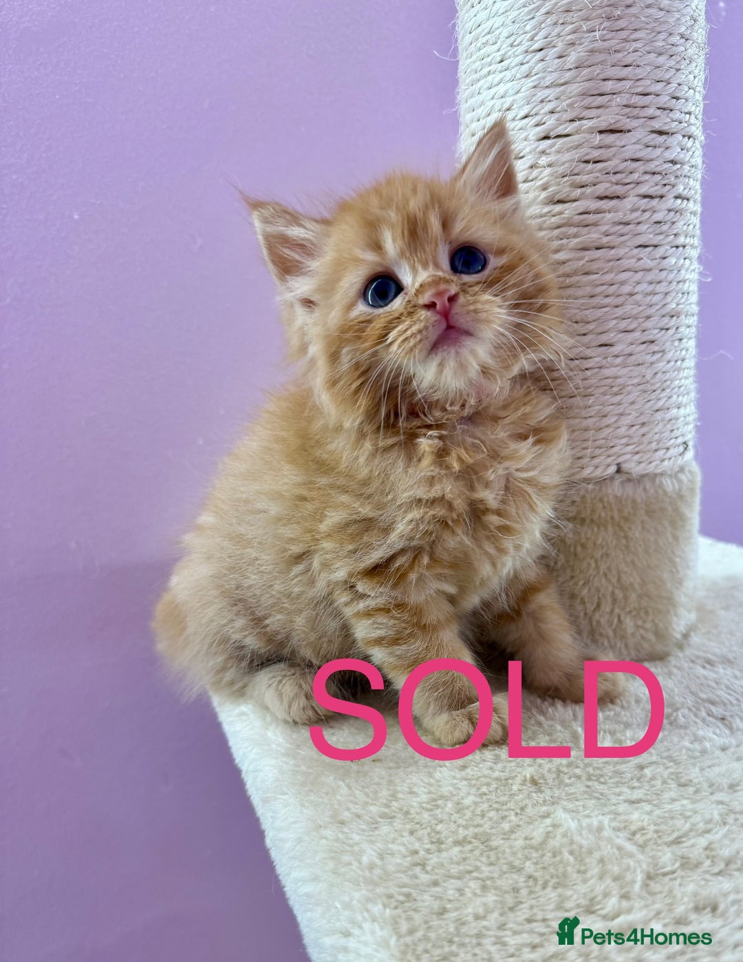 Mixed Breed cats for sale: READ INFO, 8 beautiful ginger kittens. - Image 5