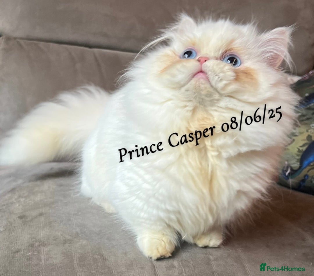 Munchkin cats for sale: Quality & Extremely Rare Persian Napoleon Minuets - Advert 19