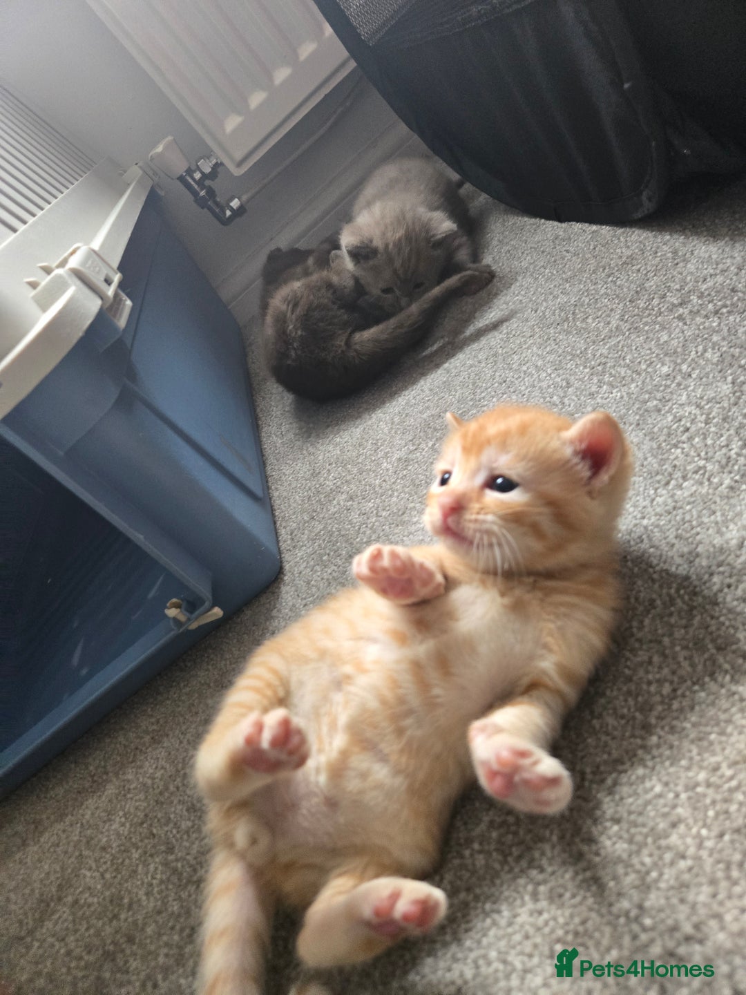 Norwegian Forest Cat cats for sale: Nfc/bsh beautiful mix  - Image 7