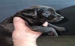 Patterdale Terrier dogs for sale: PATTERDALE PUPS FOR SALE (Nutall lines) - Image 11