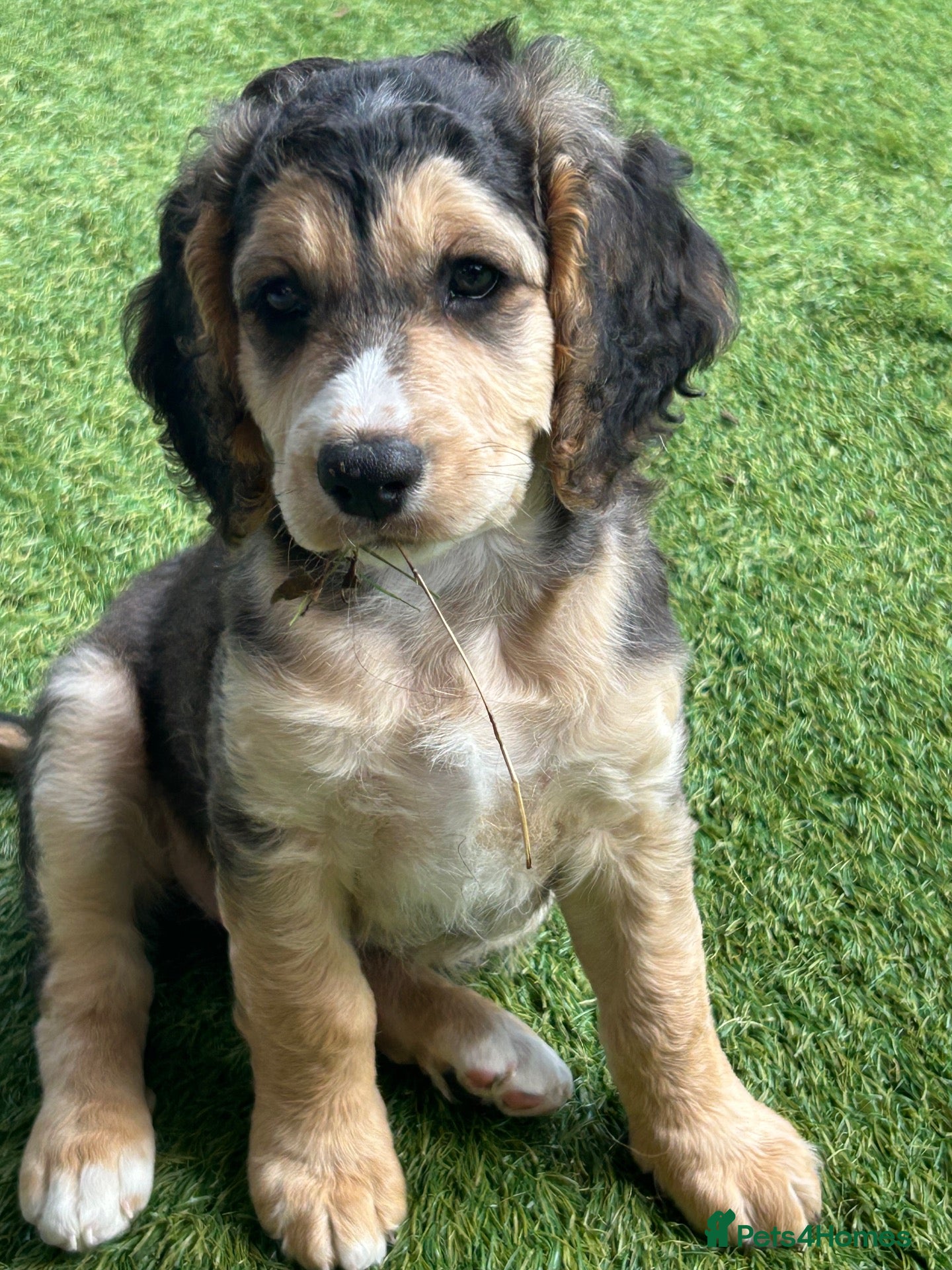Cockapoo dogs Beautiful Cockapoo Puppies! last 2!  - Advert 17