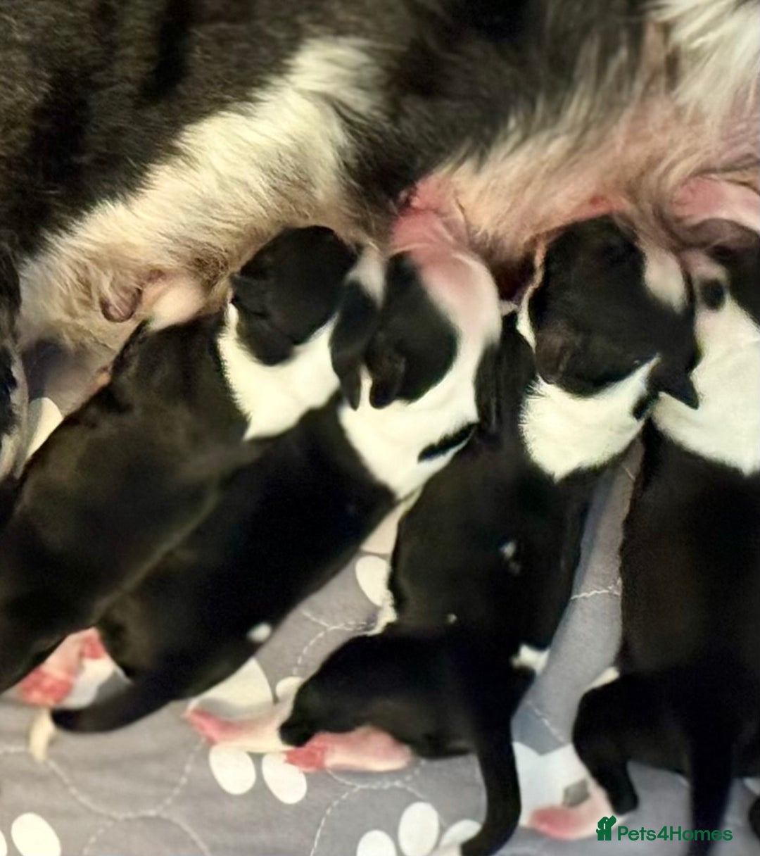 Tibetan Terrier dogs for sale: Lovely Litter of KC Reg Tibetan Terrier puppies  - Advert 19